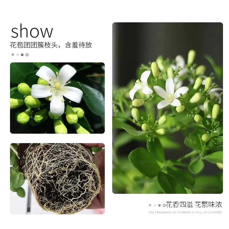 Fragrant Mosquito Repellent Jiumu Xiang Potted Flowers Indoor and Outdoor Mosquito Repellent Plants Saplings Jasmine Old Stump Bonsai Green Plants