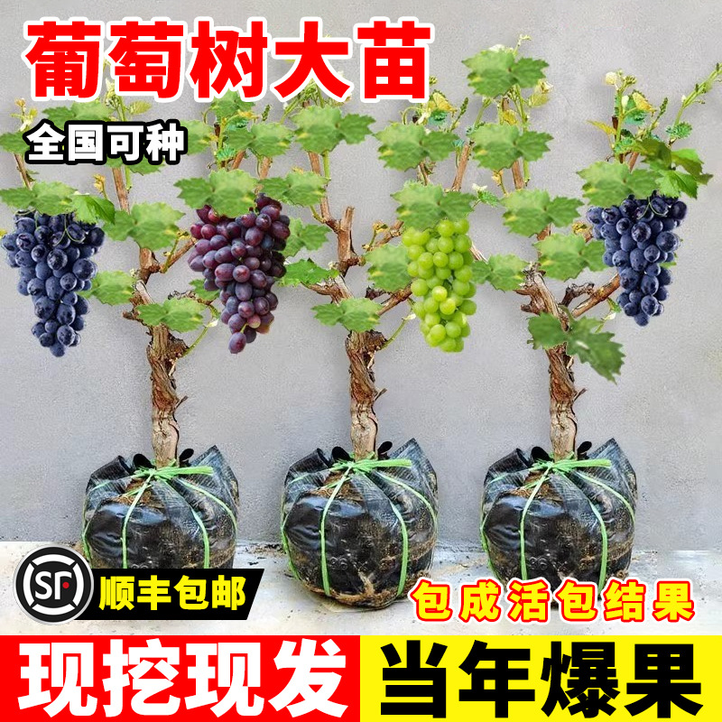 Саженцы винограда Sunshine Rose для посадки в северных и южных регионах, морозостойкие саженцы Nina Queen Sapphire без семян на старых пнях