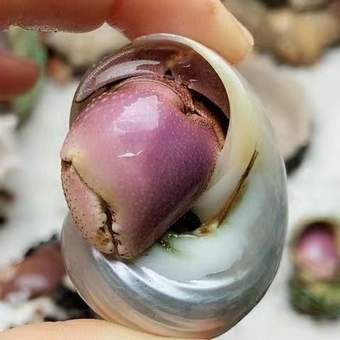 Hermit Crab Wholesale First-Hand Supply Ornamental Pet Crab Stall Night Market Short Wrist Gray White Deep Purple Lusheng Hermit Crab