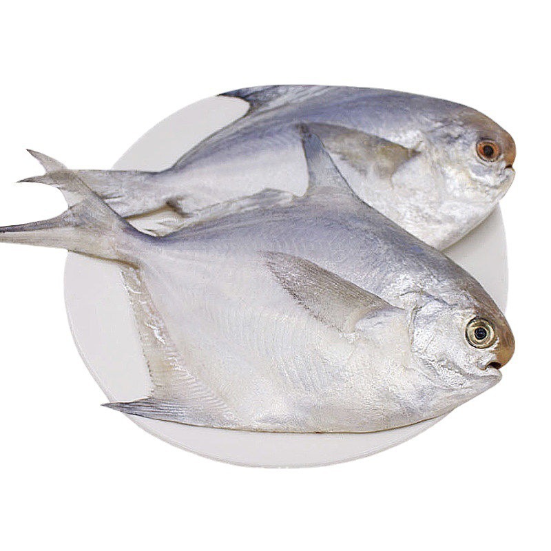 Fresh Frozen White Pomfret, Silver Pomfret, Pomfret, Sea Bass, Frozen Large Pomfret, Flatfish, Seafood Barbecue Aquatic Products 500g