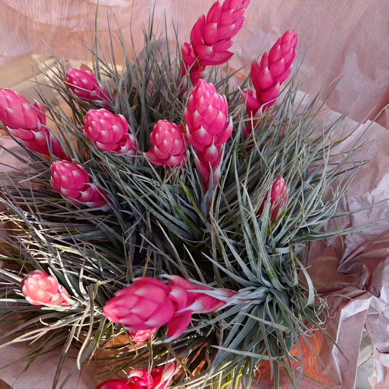 Коллекция цветущих периодов, воздухопроницаемый ананас, базовые прямые волосы, оптовая продажа, ленивые растения, домашние зеленые растения, безземельные