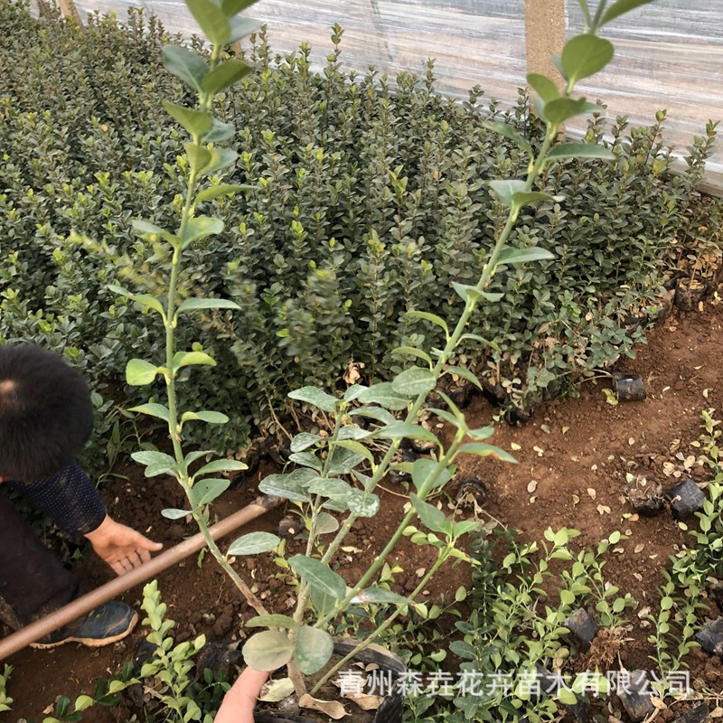 Boxwood Saplings for Courtyard, Cold-Tolerant Shrubs, Evergreen All-Season Engineering Greening Seedlings, Fence Wall Plants, Boxwood, Holly Balls