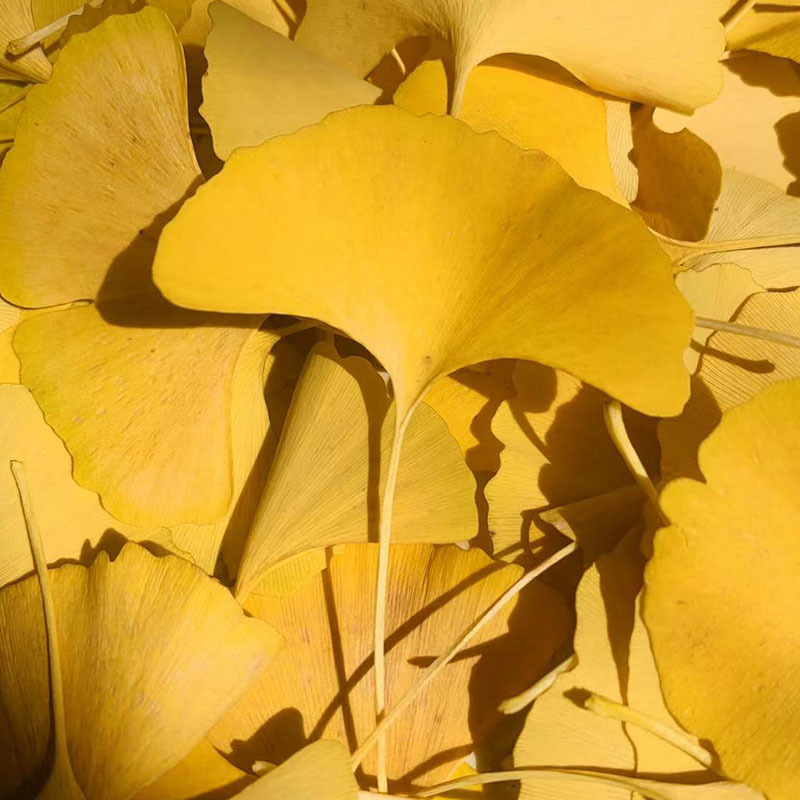 Ginkgo leaf dried flower true leaf plant specimen children's handmade diy hand painting flower sticker embossed ginkgo leaf