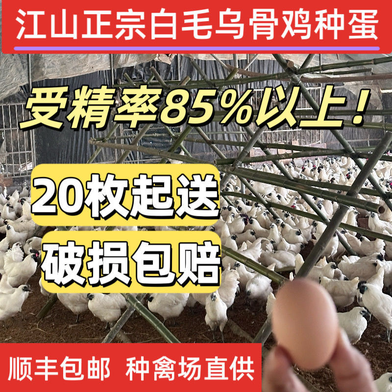Fertilized Eggs of Zhejiang Jiangshan White-Feathered Black-Boned Chicken, Hatching Purebred First-Generation Five-Black High-Quality Eggs