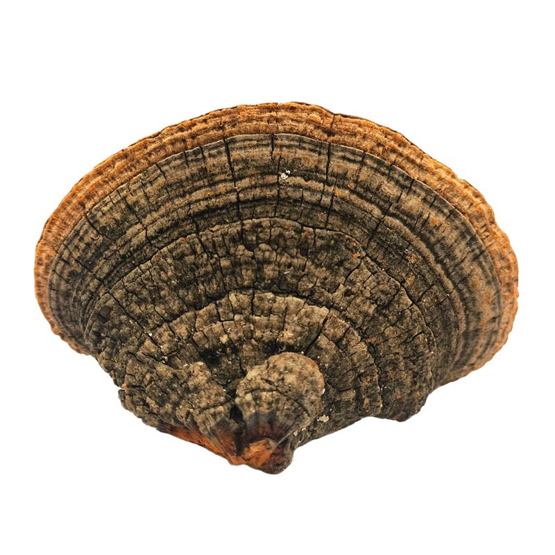 Jilin Changbai Mountain Self-Picked and Self-Dug Magnolia Tree, Reishi, and Polyporus Pulmonarius Origin Retail and Wholesale