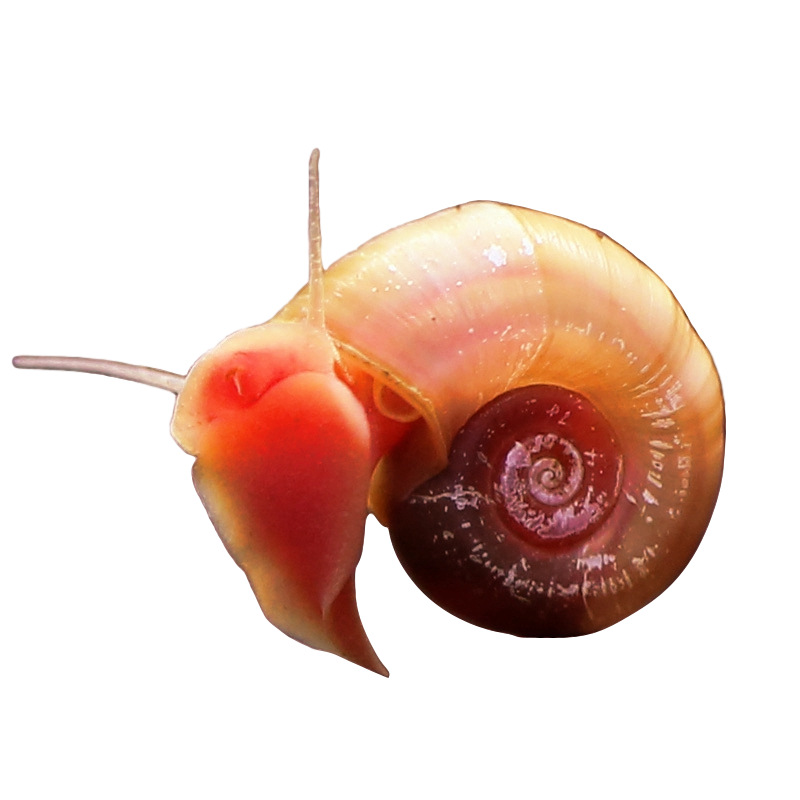 Live Bait for Aquarium Pets: Red Apple Snails, Tool Snails, Algae-Removing Snails, Pet Turtles, Zebra Snails, and Small Dog-Headed Snails
