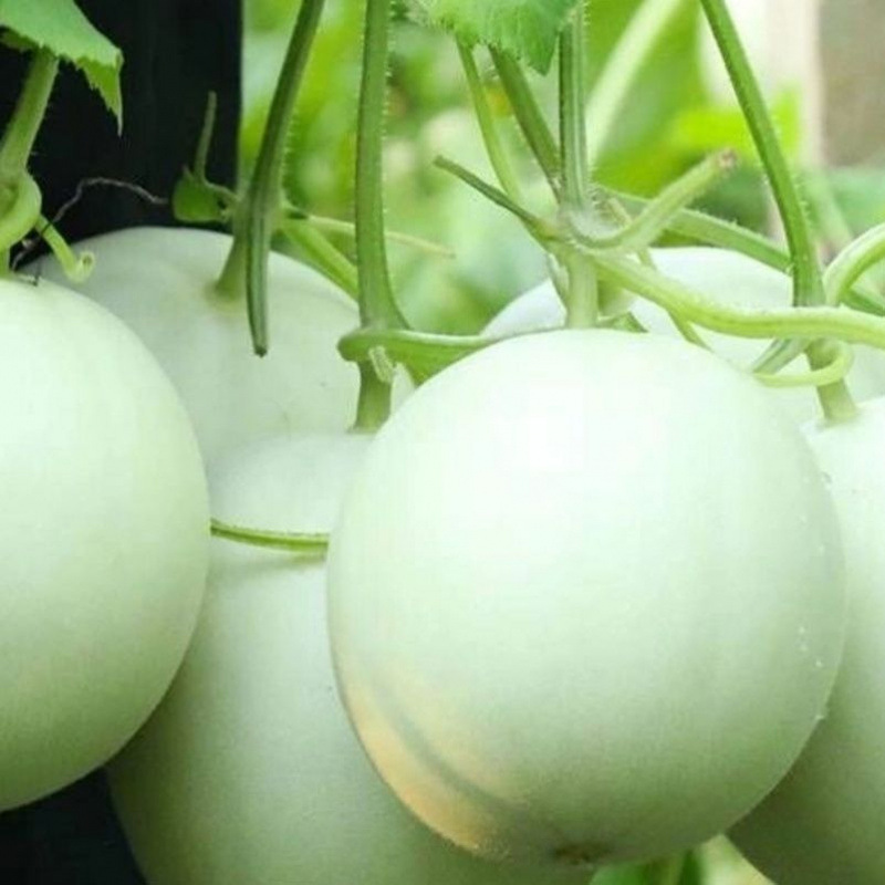 Yunnan Tulip Melon and Cantaloupe Newly Launched Seasonal Fresh Fruit Melon Small Cantaloupe Open-Air First Crop