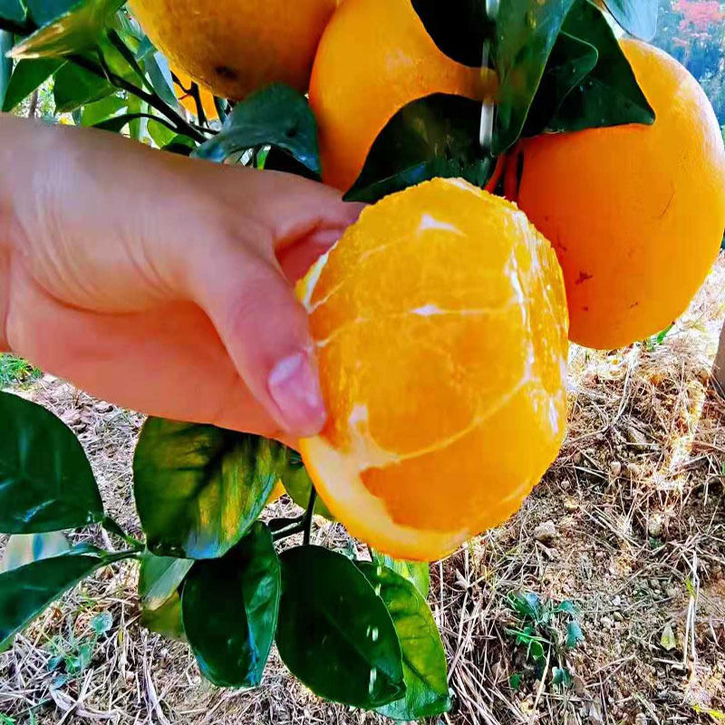 [Strength Supply] Gannan Navel Oranges Navel Oranges Fresh Fruit Freshly Picked 5kg Sweet Oranges Ganzhou Oranges Wholesale