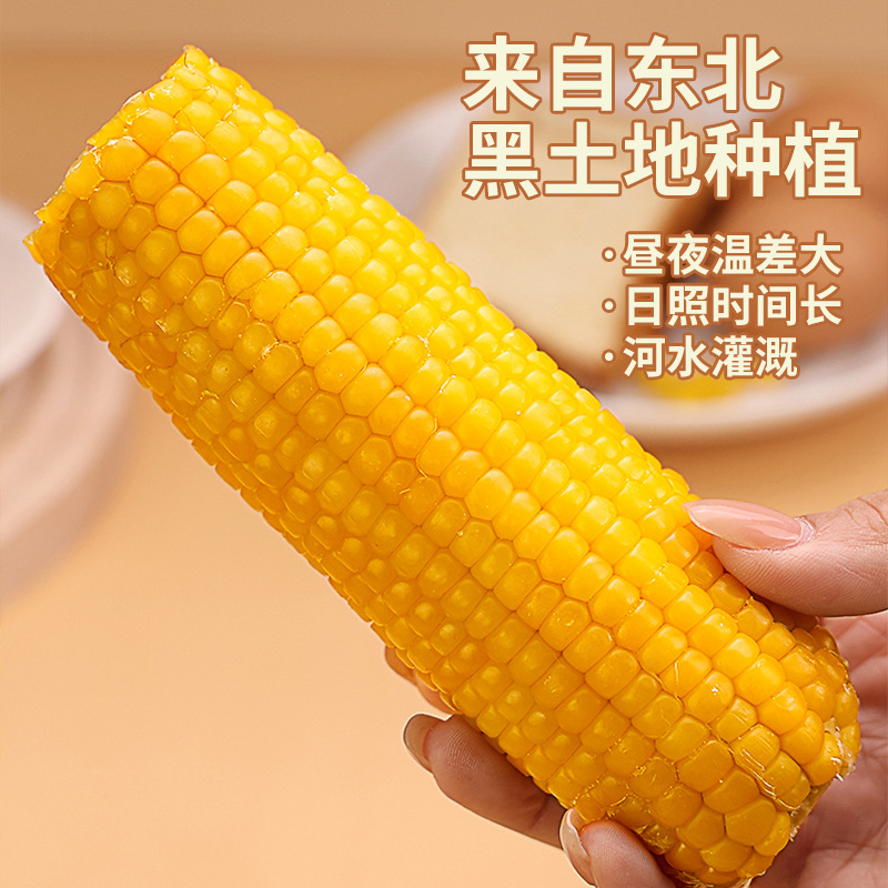 Northeastern Cornmeal, Good Quality, New Glutinous Corn Cobs, Sweet Glutinous Corn, Vacuum Packaging, Direct from Manufacturer, Not Ready to Eat
