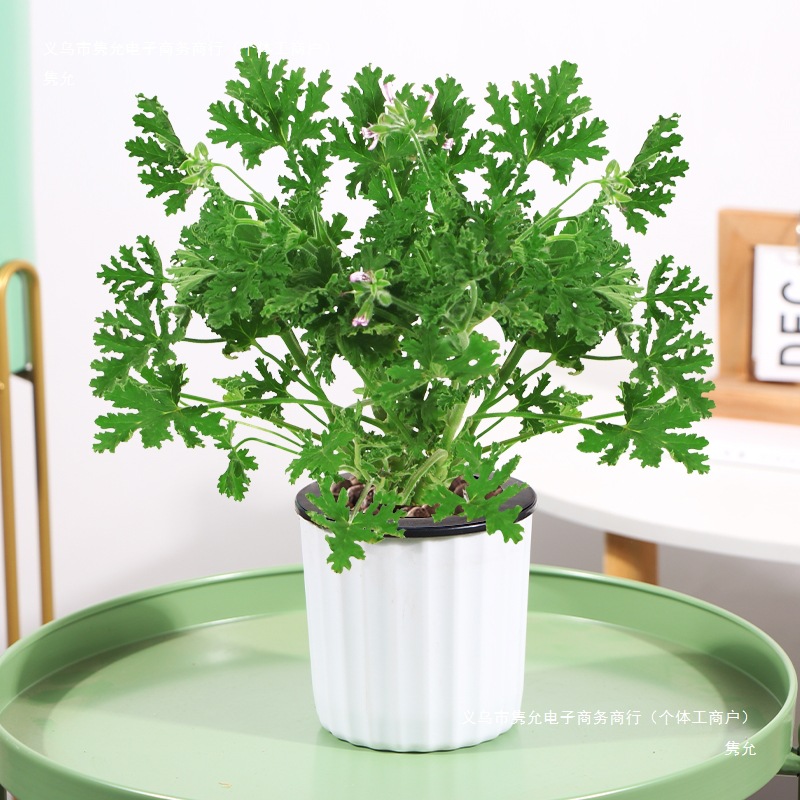Mosquito Repellent Potted Plant Mint Indoor Green Plant Mosquito Repellent Seeds Courtyard Fragrant Leaf Geranium Blooming to Prevent Mosquitoes