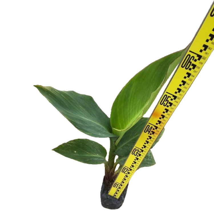 Canna Ground Seedlings, Ground Planting Canna Seedlings, Mosaic and Leaf Canna Seedlings Price, Canna Yellow Pink Flower Canna