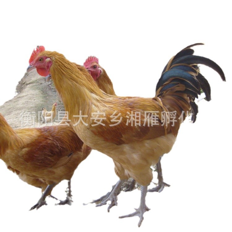 Towen Seedlings, One-Month-Old Hemp-Feathered Egg-Laying Chicken Seedlings, High-Yielding Native Chicken Female Seedlings, Green-Shell Egg-Laying Chicken Seedlings, High-Yielding Half-Sized Young Chickens