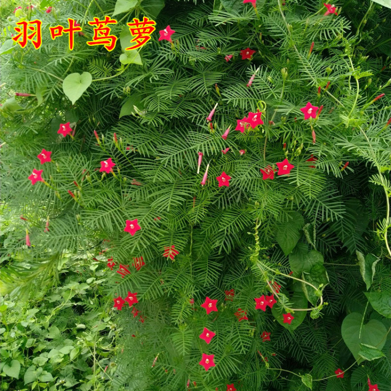 Trichosanthes laurel flower seed five-pointed star flower seed seed seed Trichosanthes laurel pine seed climbing seedling balcony potted four seasons easy to live