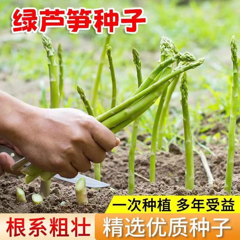 Factory Direct Sales of Four-Season Planting Perennial Asparagus Seeds, Fresh and Tender Potted Green Asparagus Seeds, Vegetable Seeds
