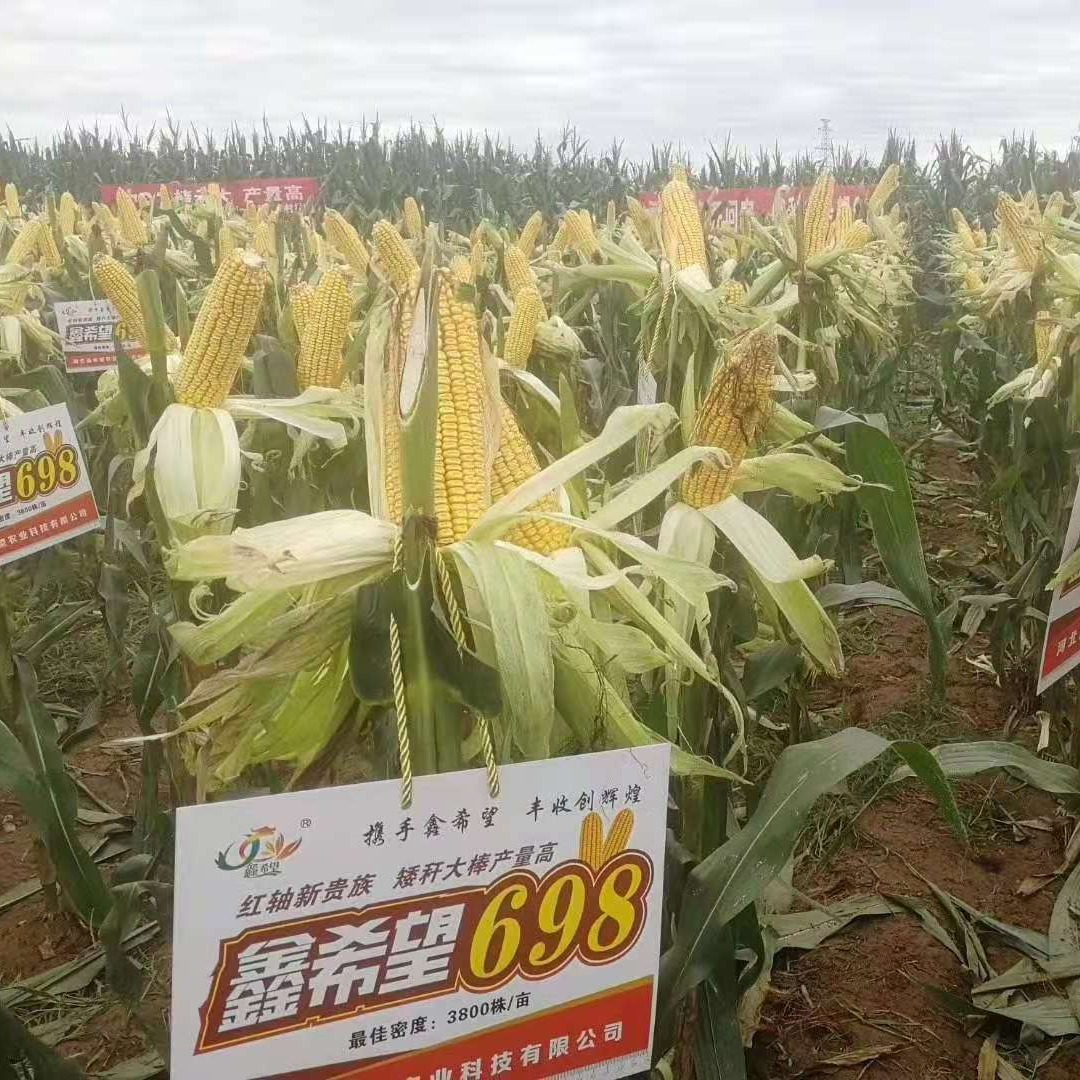 Corn Hybrid Red Shaft Varieties Xin Hope 698 Corn Seeds