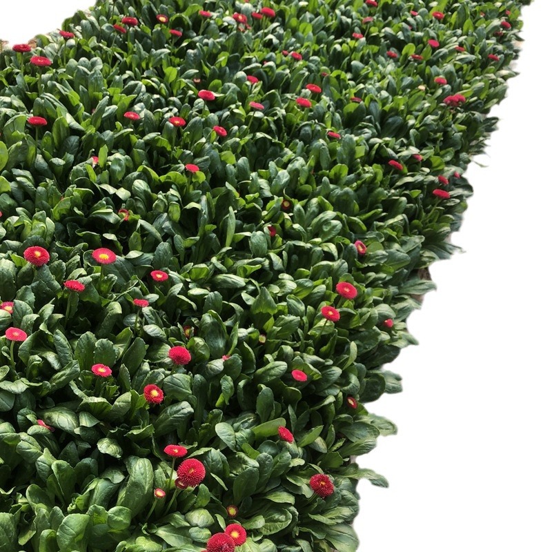 Daisy Seedlings Potted Ornamental Flower Potted Seedlings Indoor and Outdoor Easy-To-Grow Flower Plants Daisy Seedlings Park Flower Bed