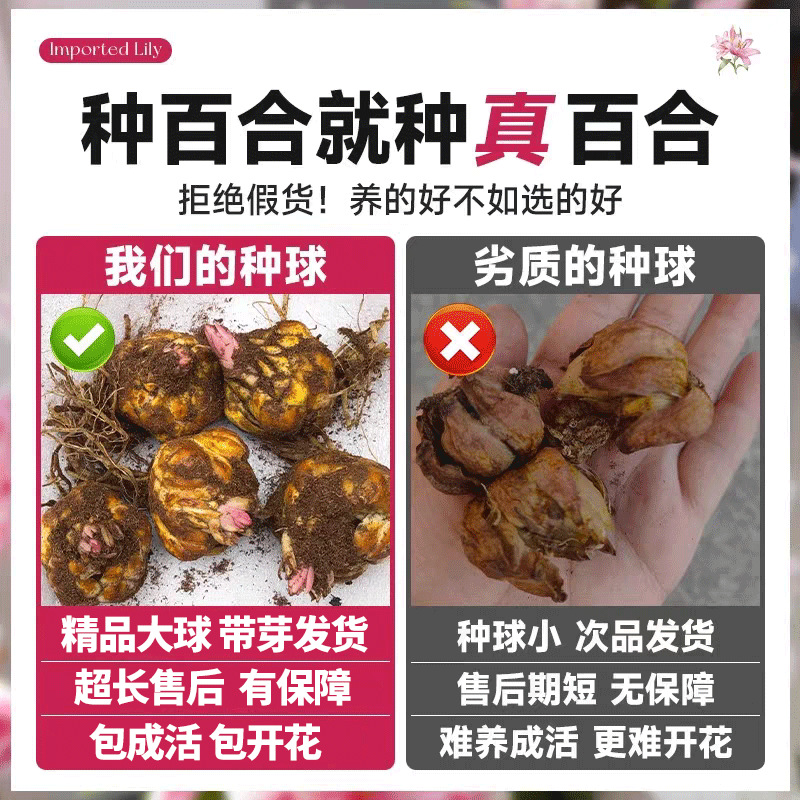 Double-Flowered Perfume Lily Bulbs Bloom in All Seasons with Buds and Strong Fragrance, Extra-Large Bulbs, Matching Huangtianba Lily Bulbs