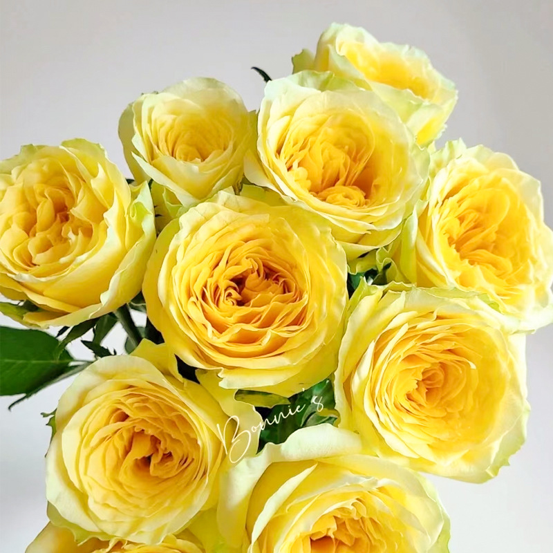 Daily Updated Base Color Rose Kunming Rose Wedding Stall Flower Basket Vase Bucket South Base Flower Wholesale