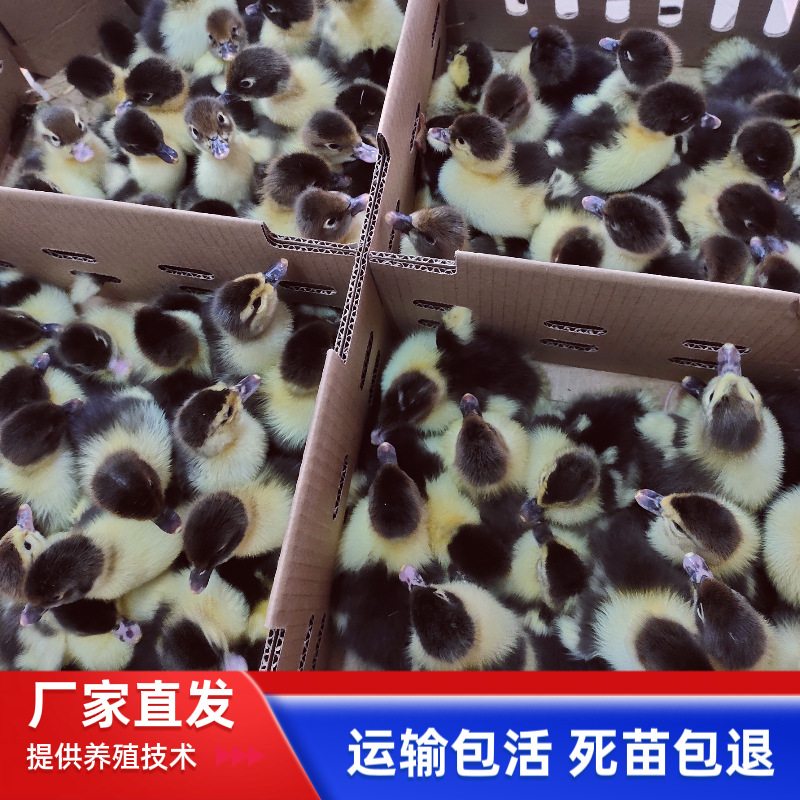 Оптовая продажа крупных черных утят, утят африканских гусей, однодневные утята с включенной вакциной