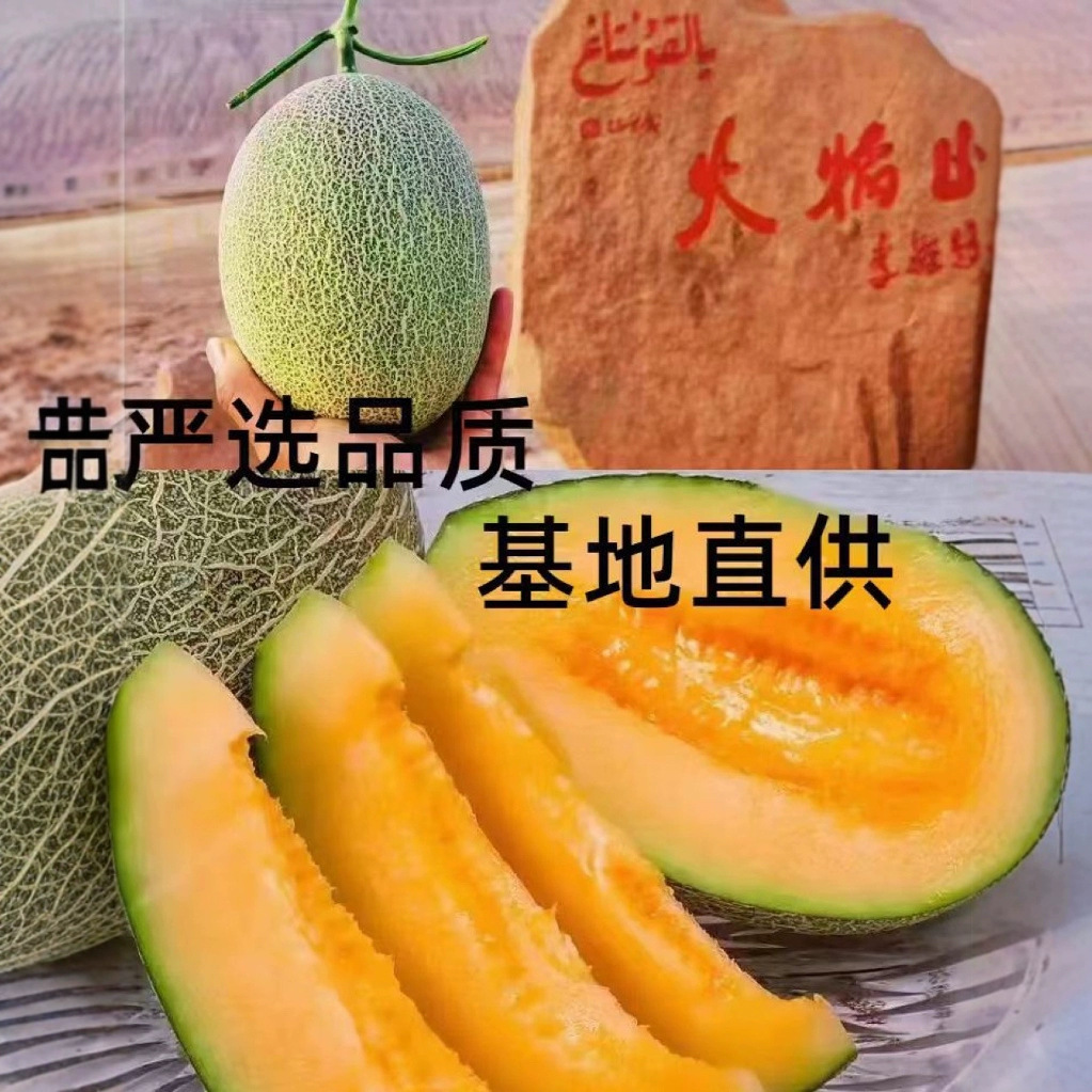 Authentic Xinjiang Hami Melon No. 25 Fresh Fruit Seasonal Freshly Picked Melon Net Pattern Direct Delivery from Xinjiang