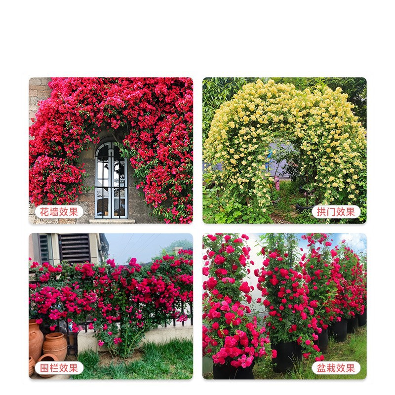 Mahogany Fragrant Flower Seedlings, Climbing Plants, Blooming in All Seasons, Sweet Yellow and White Wood Fragrant Flower Seedlings, Flower Saplings, Courtyard Potted Plants