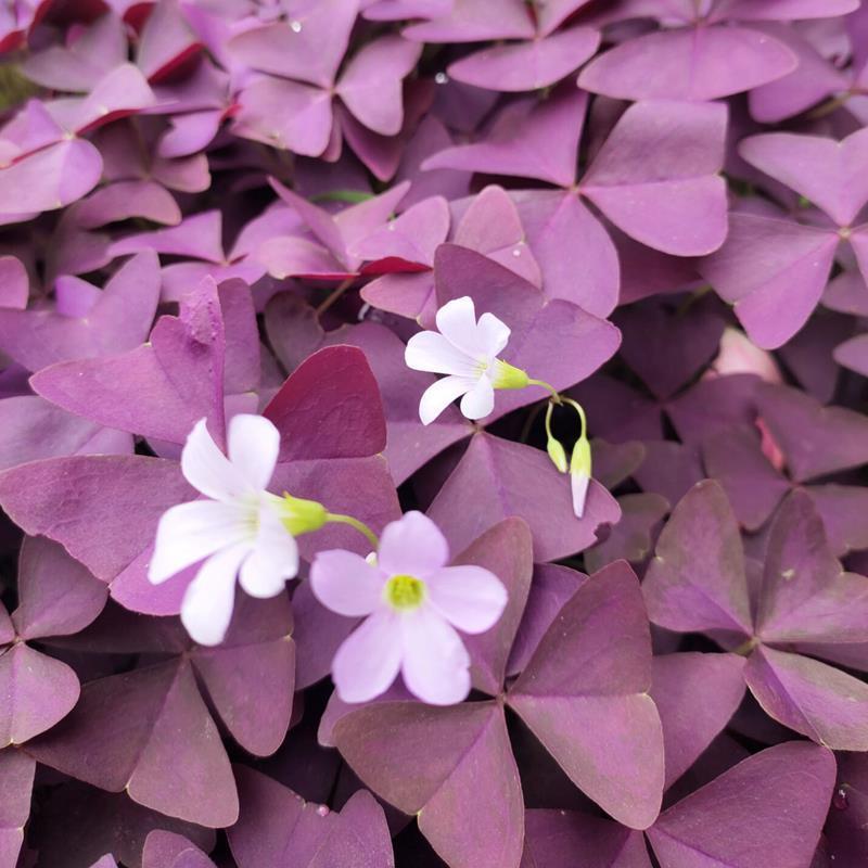 Sorrel Seed Ball Purple Leaf Pulp Grass Lucky Grass Purple Butterfly Clover Perennial Four Seasonal Flowering Plant Flowers