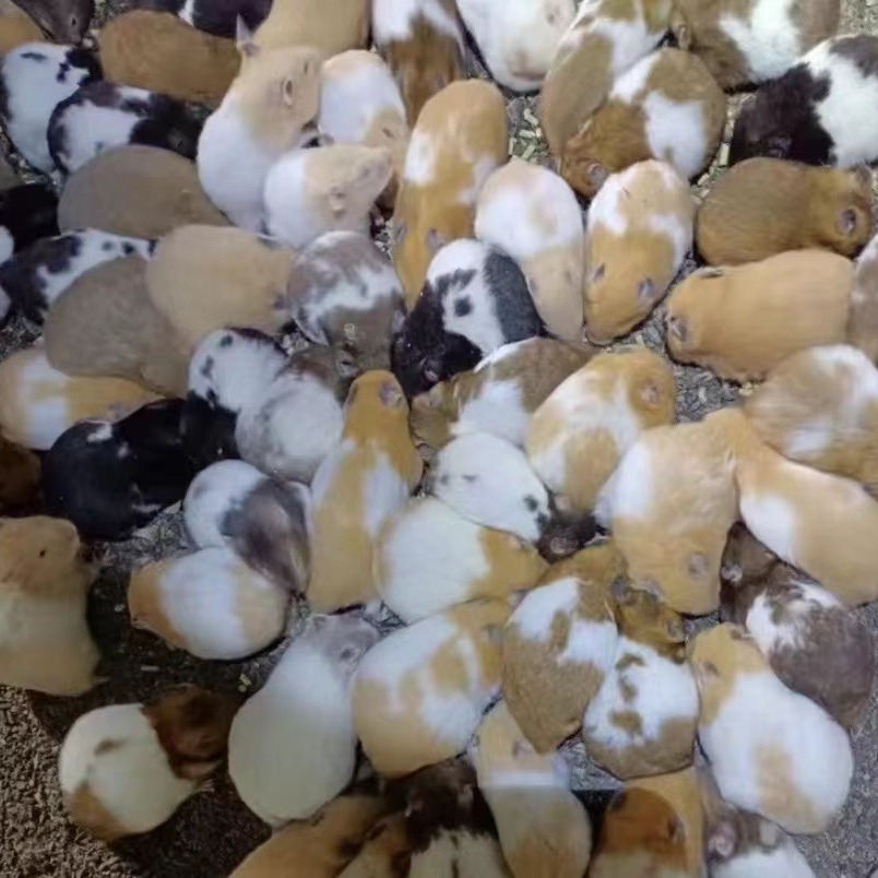 Транспортировка золотого медведя, вакцинированного, отправленного в клетку, голландская крыса, домашний кролик