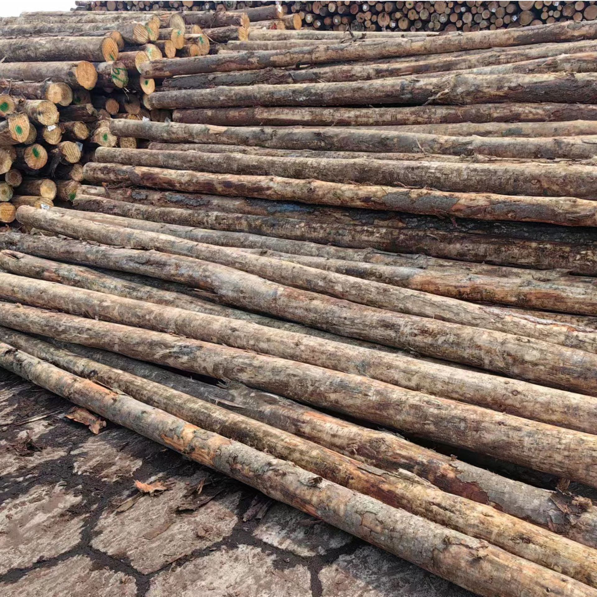 Australian Pine Piling Wood Flood Prevention Wood Pile Australian Pine Log Wood Supplies Various River Construction Site Logs Anti-Corrosion Wood