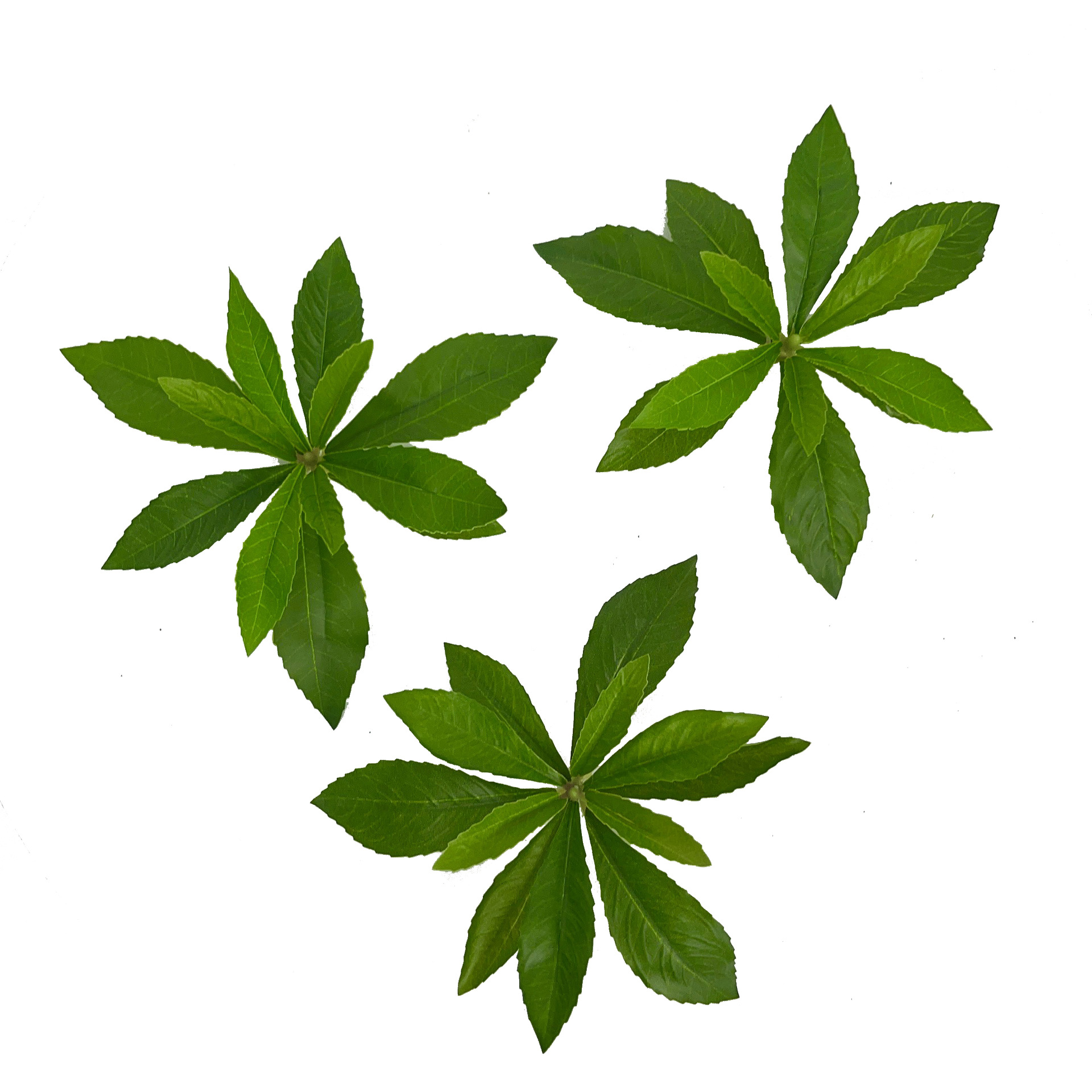 Simulation Plant Single Leaf Single Branch Hand-feel Horse Drunken Wood Leaf Home Decoration Photography Ornaments Soft Loading Tree Leaflet