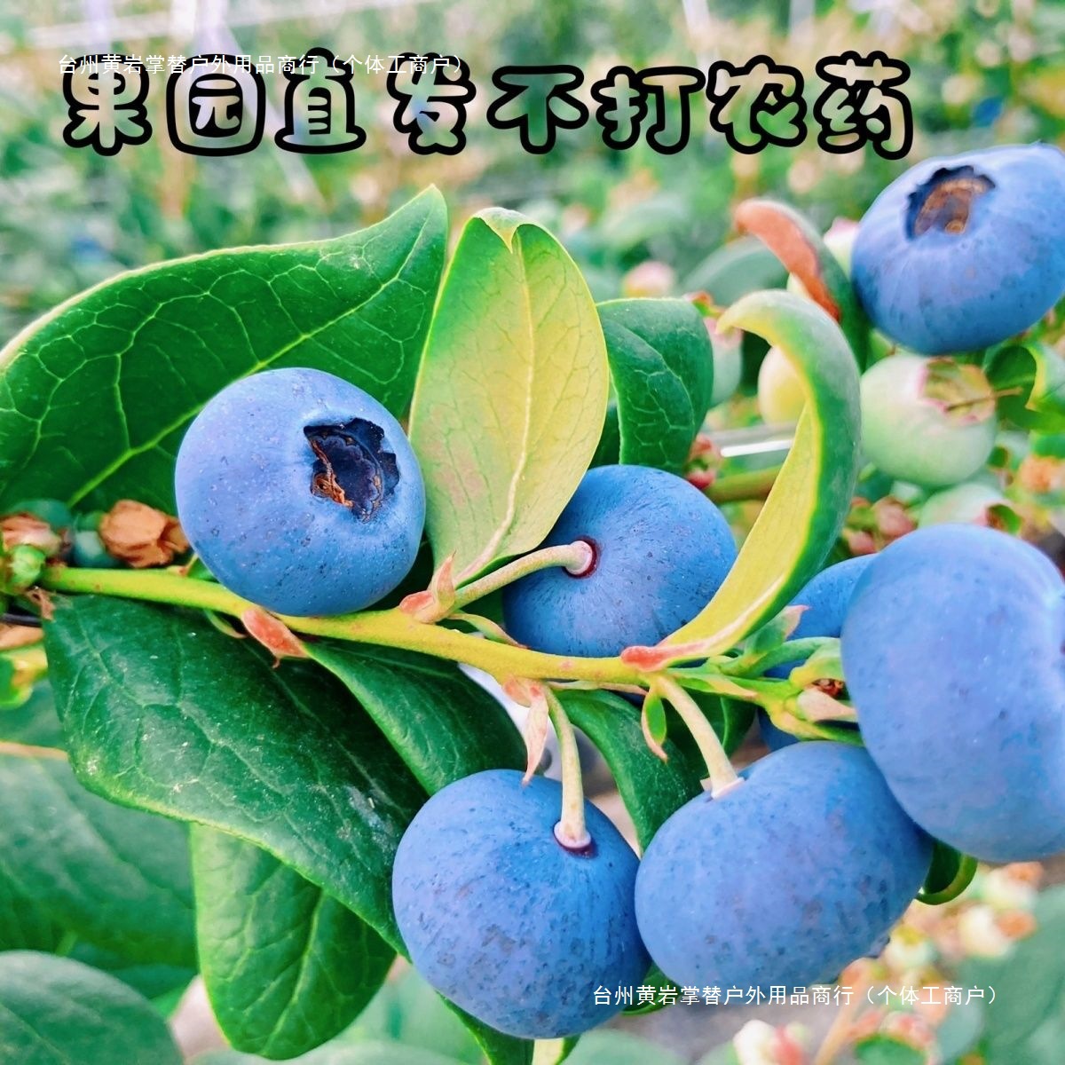 Free Shipping Floral Blueberry Yunnan Blueberry Delicious Large Fruit Crispy Fruit Pregnant Women Seasonal Blueberry Fresh Direct Delivery Others