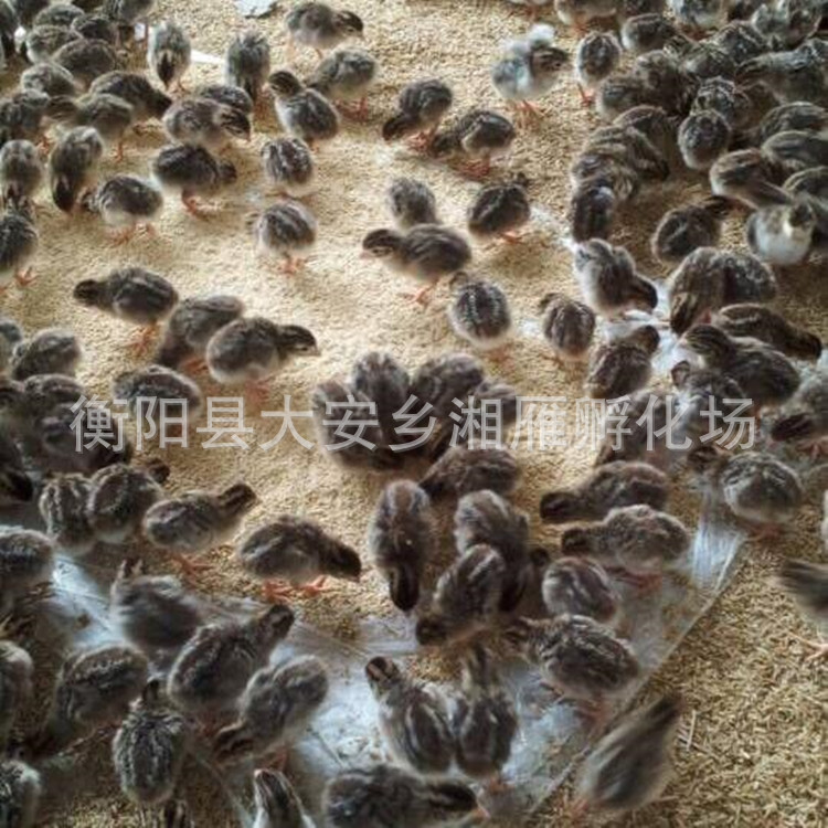 Pearl Chicken Seedling Incubation Base Factory Wholesale Colorful Pheasant Seedlings Live Seedlings Wholesale Live Imperial Concubine Chicken Rare Bird Seedlings