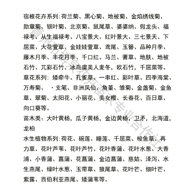 Sage Flower Seedlings, Sage Potted Bag Seedlings, Engineering Seedlings, Flower Bases for National Day and Spring Festival, Production of Grass Flowers