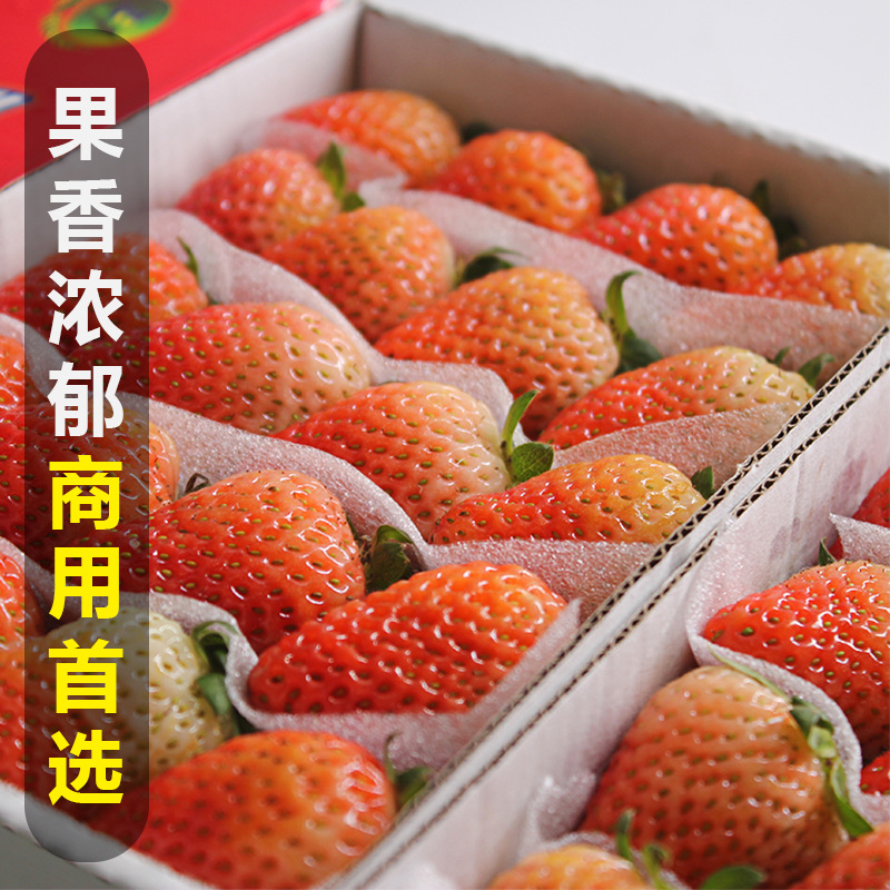 Fresh Double-Strained Winter Strawberries for Commercial Use in Beverage Shops, Cake Shops, and Milk Tea Shops, Specially for Baking, with Sf Express Free Shipping