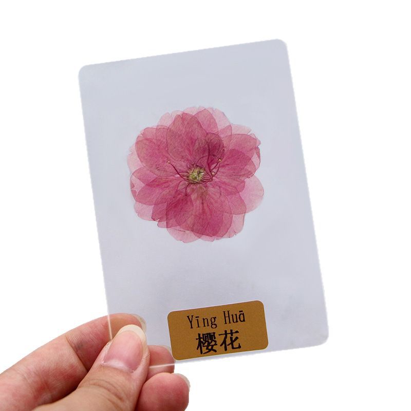 Leaf Plant Specimen Card Plastic Real Leaf Sticker Kindergarten Know Leaves Dried Flowers Student Leaf Vein Bookmark