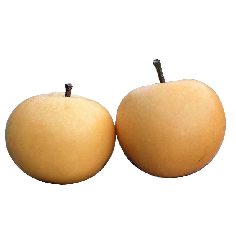 Shandong Qiuyue Pear Gift Box 2.5kg Seasonal Fresh Fruit Crisp Sweet Pears Rock Sugar Pears Wholesale and Delivery