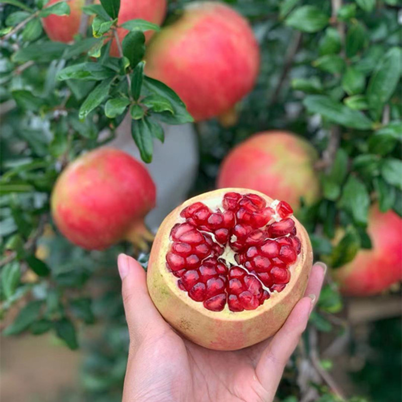 【会理突尼斯软籽石榴】红石榴大果8非蒙自石榴新鲜水果代发礼盒