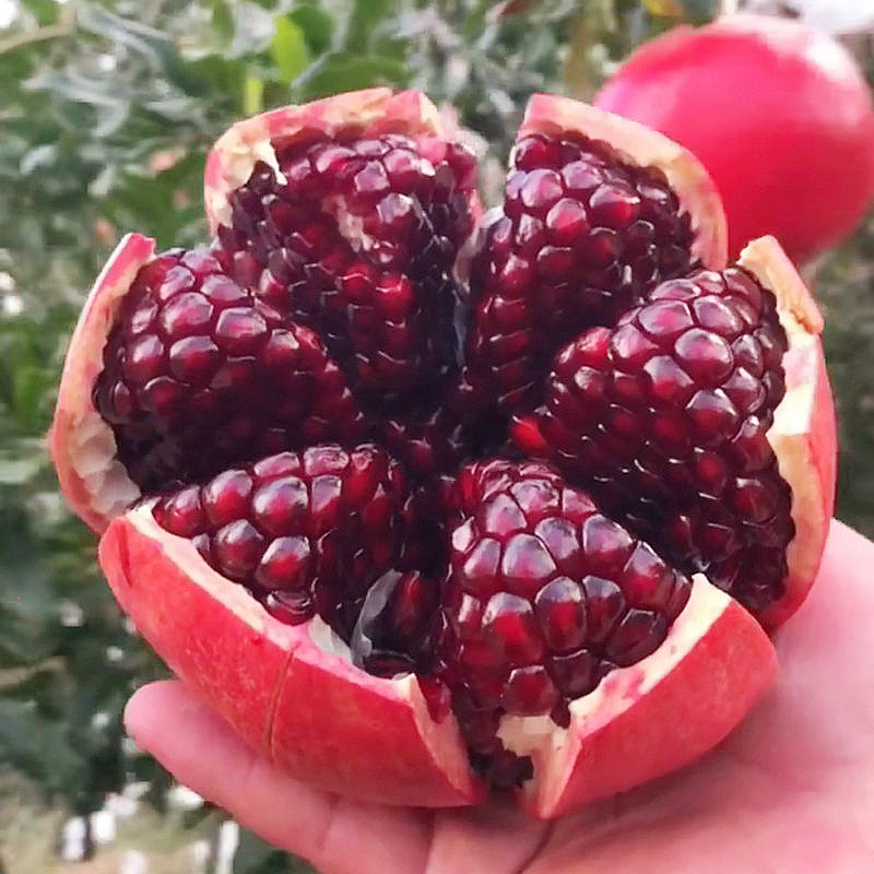 One-Piece Drop-Shipping Black Soft Seed Pomegranate Saplings, Extra-Large Grafted Sweet and Sour Pomegranate Fruit Saplings in the North and South, Courtyard Ground Planting and Potted Plants