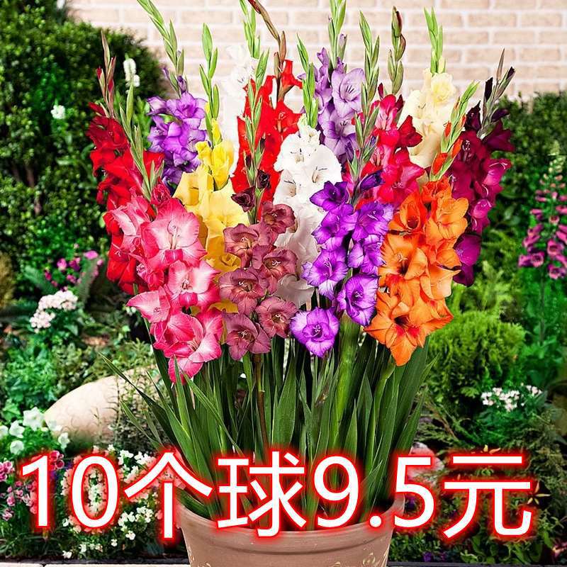 Луковицы гладиолусов импортированные семена гладиолусов простые и легкие для жизни комнатные цветы в горшках и луковицы для двора