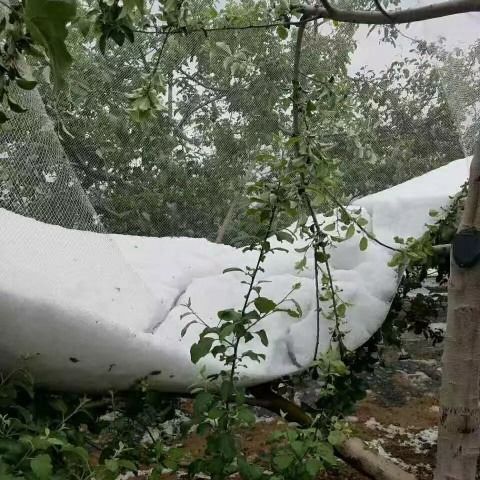 Fruit tree anti-hail net Orchard vegetable garden anti-hail net grape Cherry anti-bird net polyethylene anti-Dragonfly falling object fence