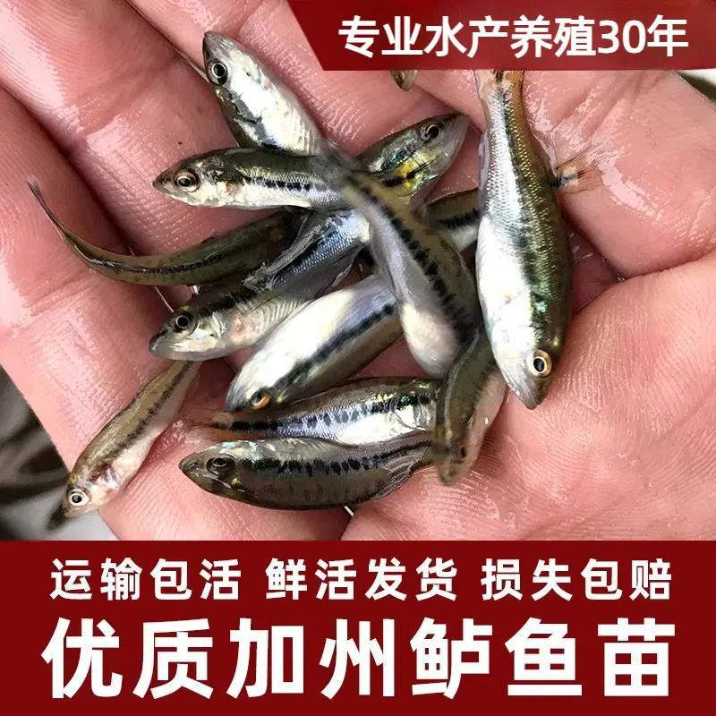 California Bass Fry Freshwater Cultured Large Bass Luya Large Mouth Black Bass Excellent Bass Cultured Fry