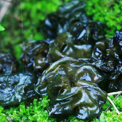 Dipicai 25g Dry Goods No-Wash Ground Soft Ground Dida Vegetable Rhizopus Fungus Soil Specialty Wholesale Bulk Delivery