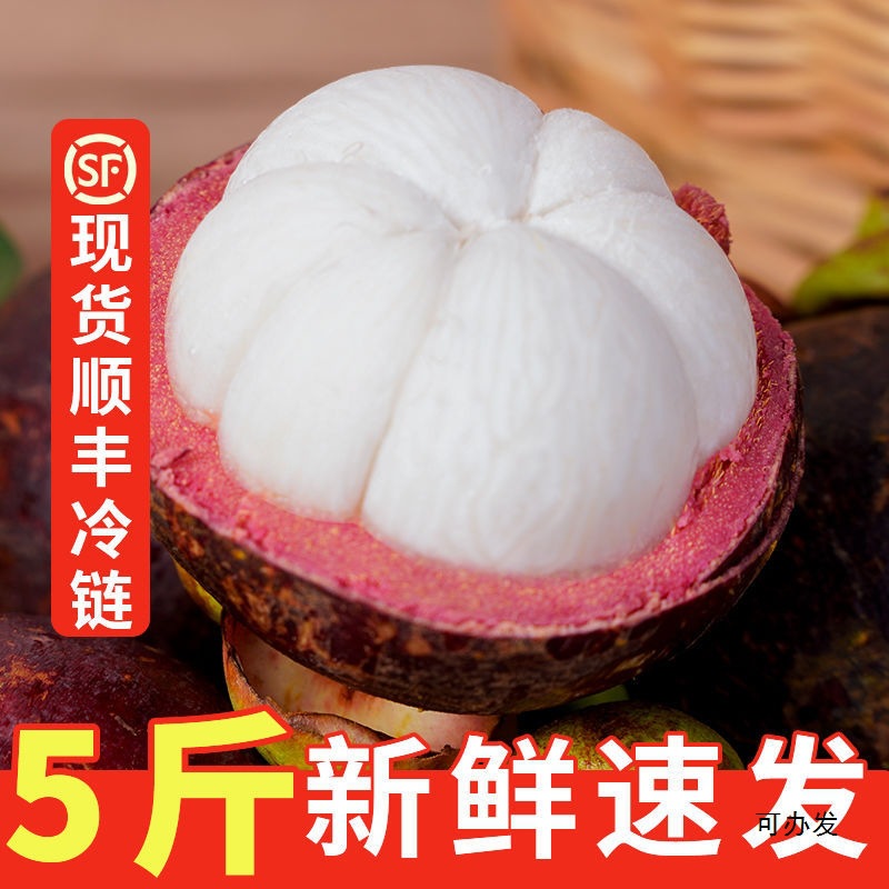 Fresh Mangosteen Sf Cold Chain 0.5kg-2.5kg Seasonal Large Fruit Wholesale Independent Station
