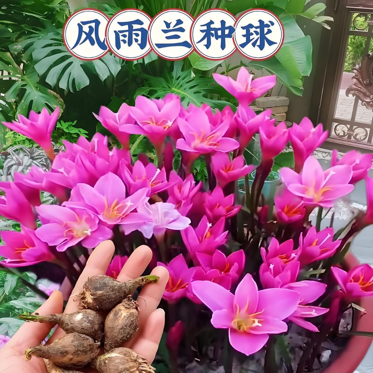 Луковицы орхидей дождя, комнатные цветы, луковицы лука орхидеи, цветут в любое время года, легкие в уходе луковицы, жаростойкие орхидеи