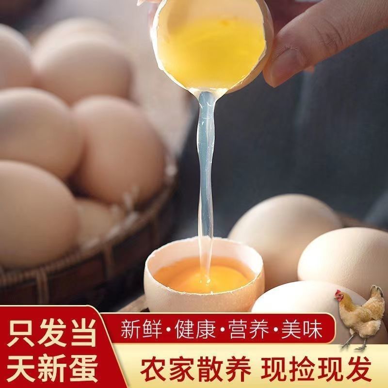 360 Pieces of Free-Range Eggs Wholesale, Fresh Farm-Raised Free-Range Eggs, Whole Box