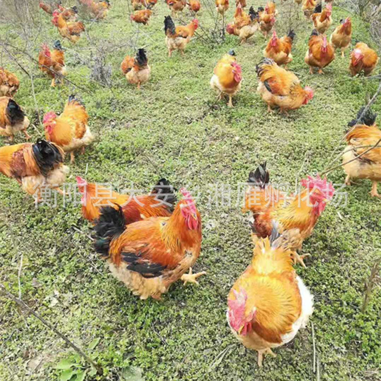 Kuai Dayang Broiler Male Seedlings and Female Seedlings Mixed Large Yellow Feathers 4.5kg Yellow Large Yellow Footed Chicken Seedlings Ma Huang K9/K901