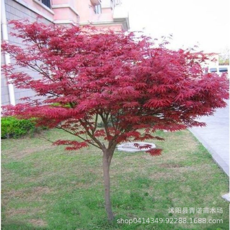 Саженцы японского красного клена на продажу, различные сорта для всех сезонов, скидки на большие объемы