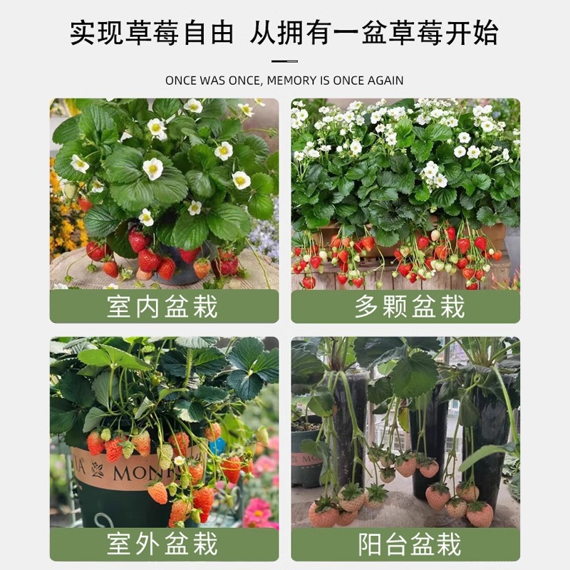 Cream Strawberry Seedlings Potted with Soil and Potted Red Seeds Edible Four-Season Balcony Planting New Seedlings Results