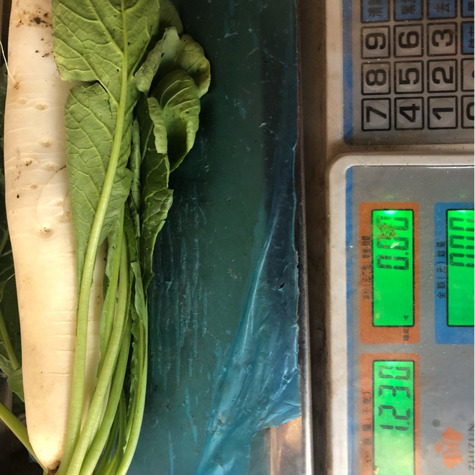 Manufacturer Supplies Vegetable Seeds Short-Leaf Thirteen Early Radish 15g Seeds Balcony Vegetable Garden Seeds Wholesale