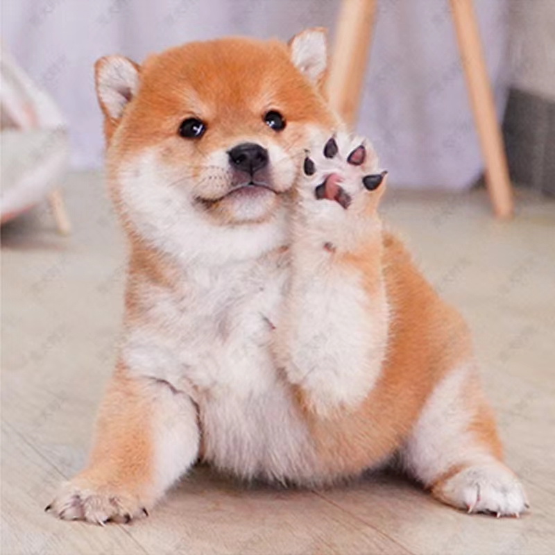 For Sale Shiba Inu Puppies Live Puppies Purebred Japanese Shiba Inu Bean Shiba Akita Dogs Small and Medium-Sized Domestic Pet Dogs