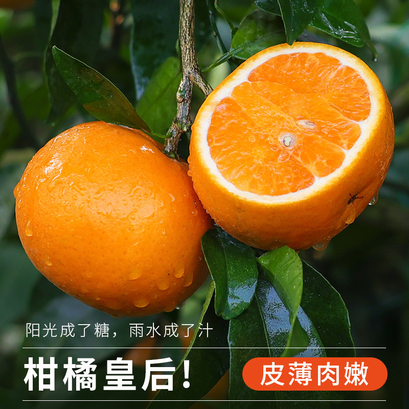 Fresh Seasonal Whole Box of Guangxi Wuming Wogan Fresh Fruit, 10 Pounds of Freshly Picked Sugar Orange Tangerines